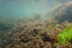 Maine Coast Turf Algae