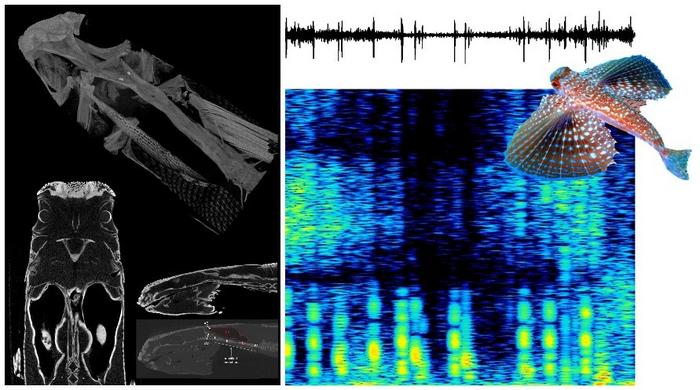 Acoustic activity in Dactylopterus volitans