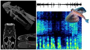 Acoustic activity in Dactylopterus volitans