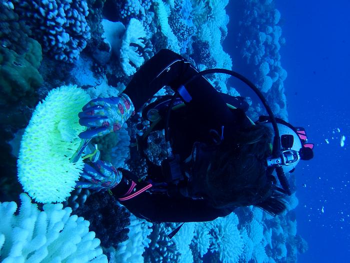 The deadly heat waves evolving coral reefs