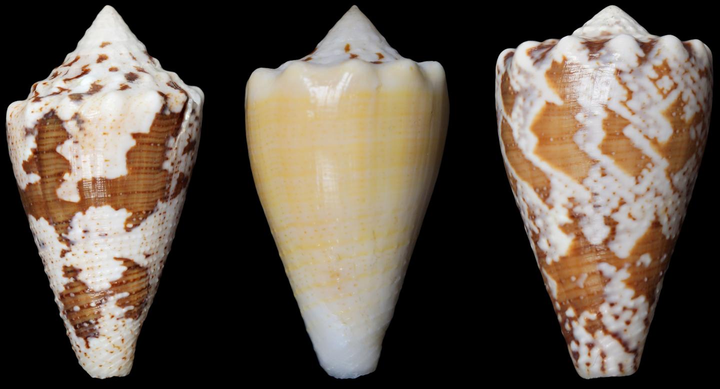 <i>Conus regius</i>