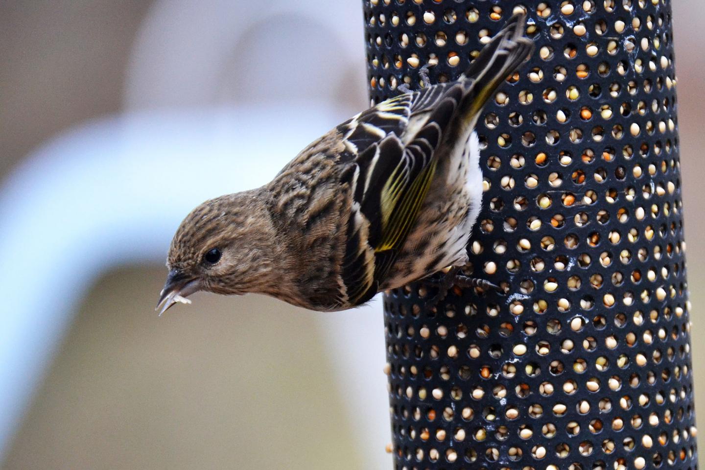 Why Birds Irrupt