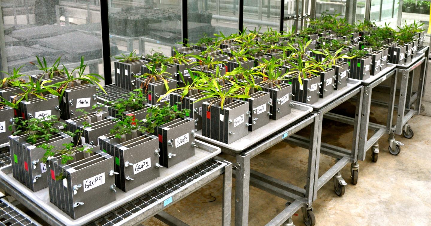 Greenhouse