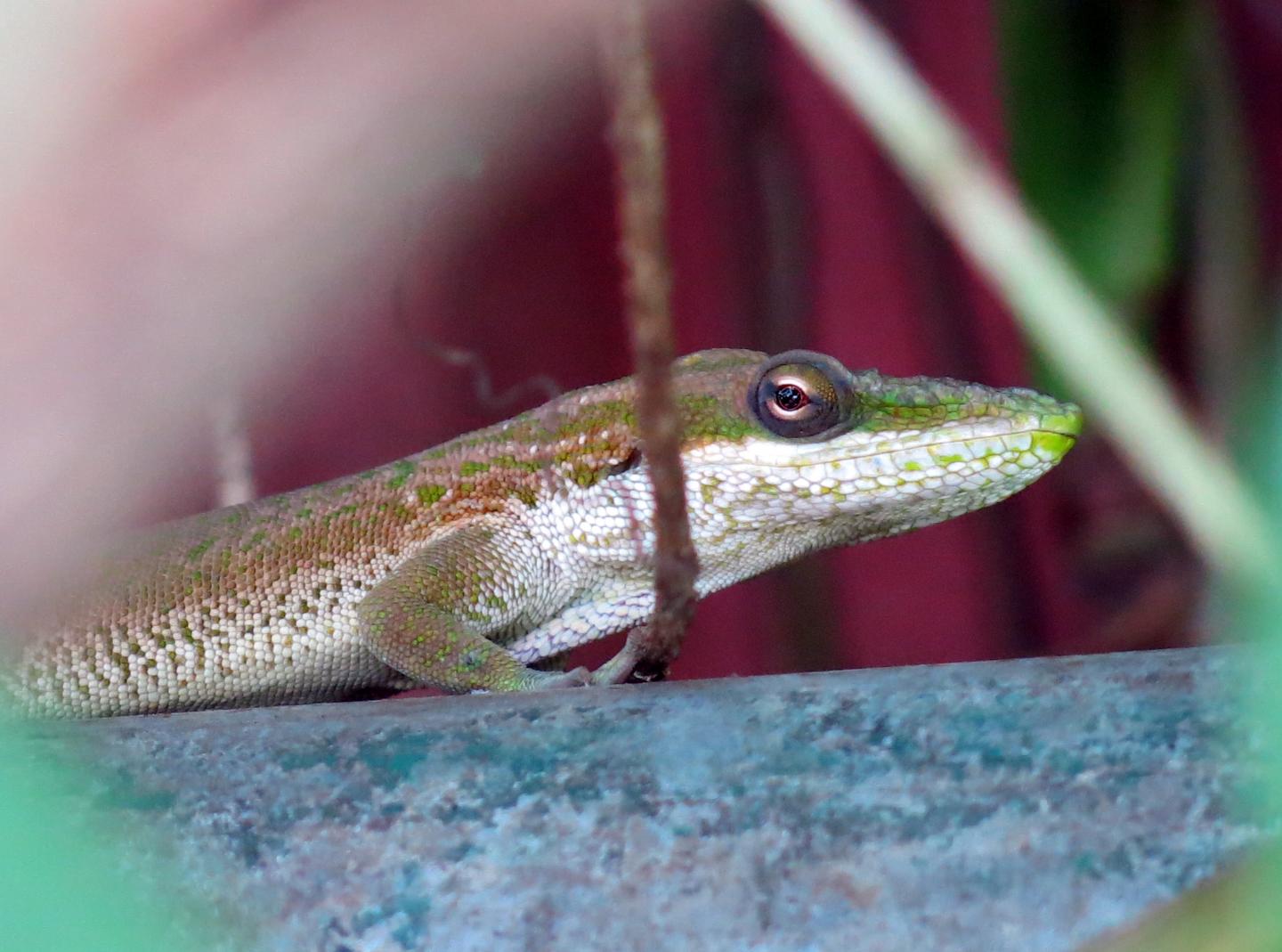 <i>Anolis porcatus</i>: Predatory Lizard Enters Brazil Clandestinely