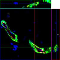 Functional Blood Vessels Grown in Vivo Form a Single Transplanted  Adult Vascular Endothelial Stem C