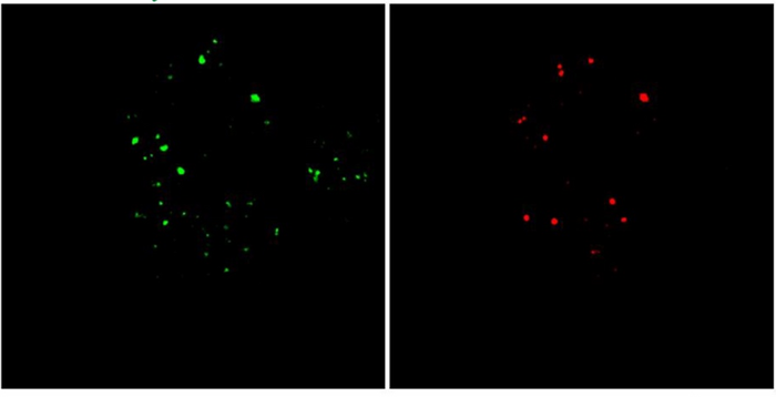 Probe imaging