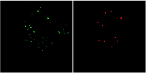 Probe imaging