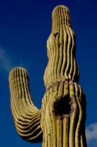 Saguaro