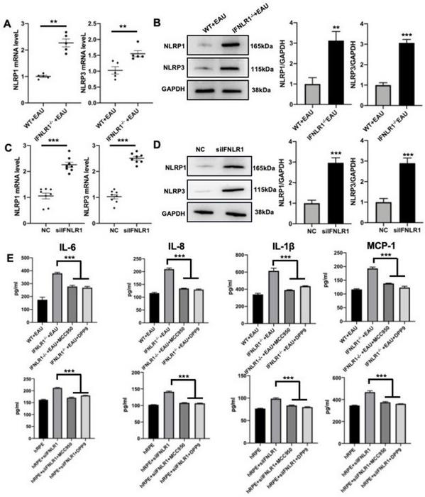 Validation of NLRP3 and NLRP1 in the RPE cells of EAU with IFN-λ deficiency