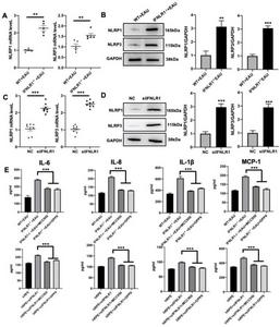 Validation of NLRP3 and NLRP1 in the RPE cells of EAU with IFN-λ deficiency