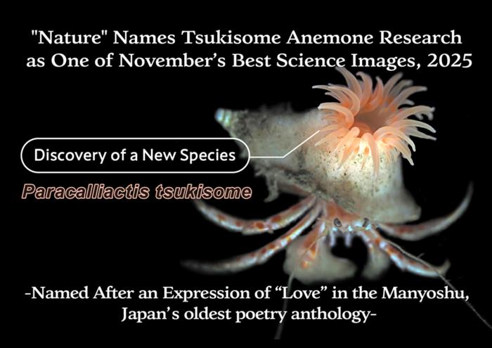 Paracalliactis tsukisome