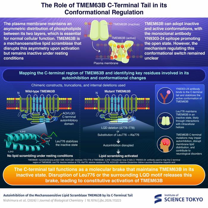 How does TMEM63B regulate its conformational states? The Role of TMEM63B C-Terminal Tail in its Conformational Regulation