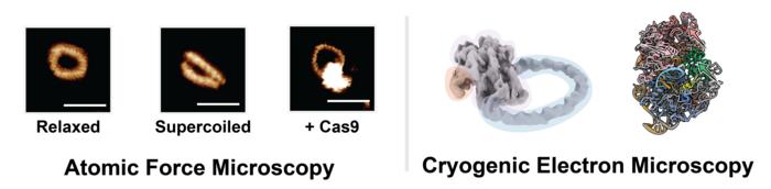 AFM & Cryo-EM images