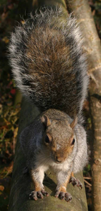 Grey squirrel