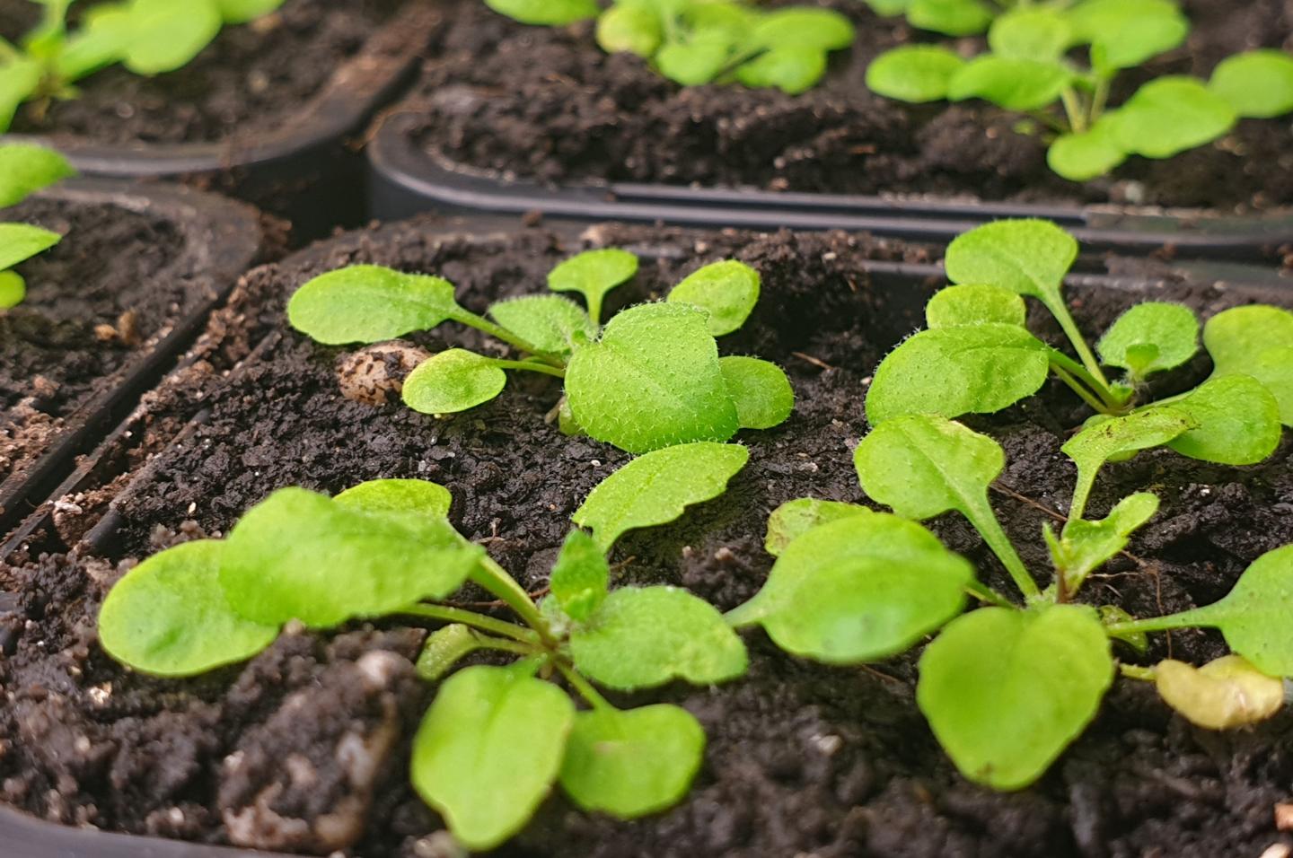 Breakthrough in Fight against Plant Diseases
