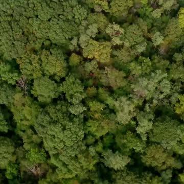 Forest management