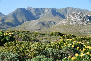 Kogelberg Nature Reserve, Western Cape, South Africa