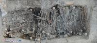 Mass Grave Dating to the Black Death Period (Toulouse, France)