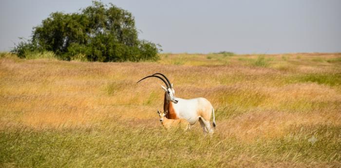 oryx