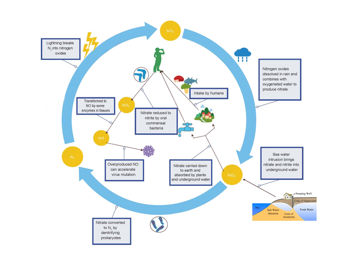 The process of nitrate–nitrite circulation from nature into the human body
