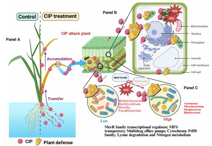 Fig. 1. Schematic representation of CIP accumulation and its effects on coordinated plant cellular and endophytic bacterial responses.