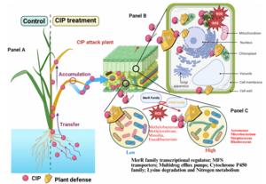 Fig. 1. Schematic representation of CIP accumulation and its effects on coordinated plant cellular and endophytic bacterial responses.
