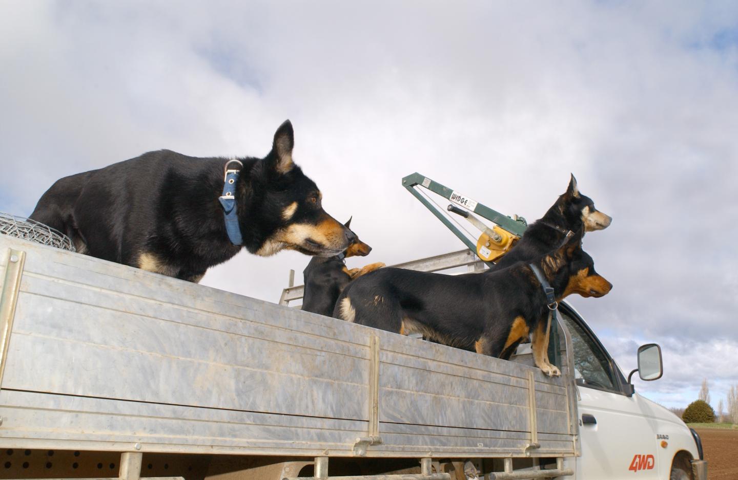 Farm Dogs