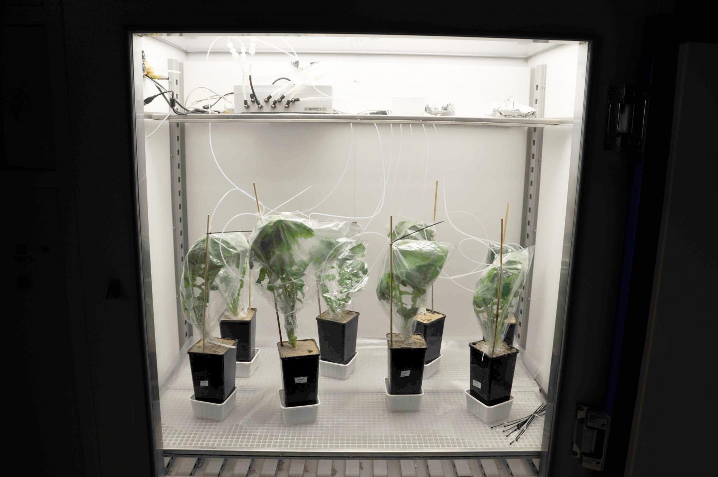 Experimental Set-up