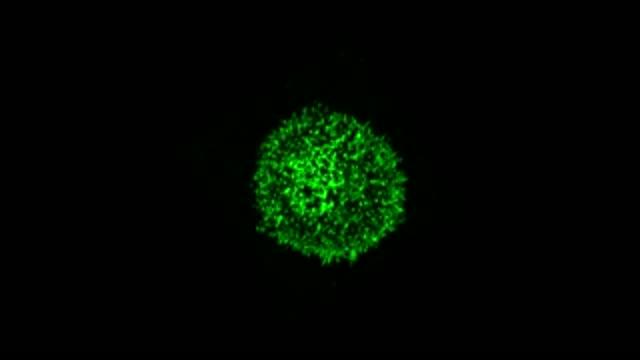 How the Immune System Sounds the Alarm