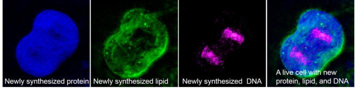 Deuterium-labeled SRS Omage of a Protein, Lipid and DNA Molecule
