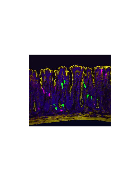 Lining of the mouse colon