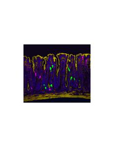 Lining of the mouse colon