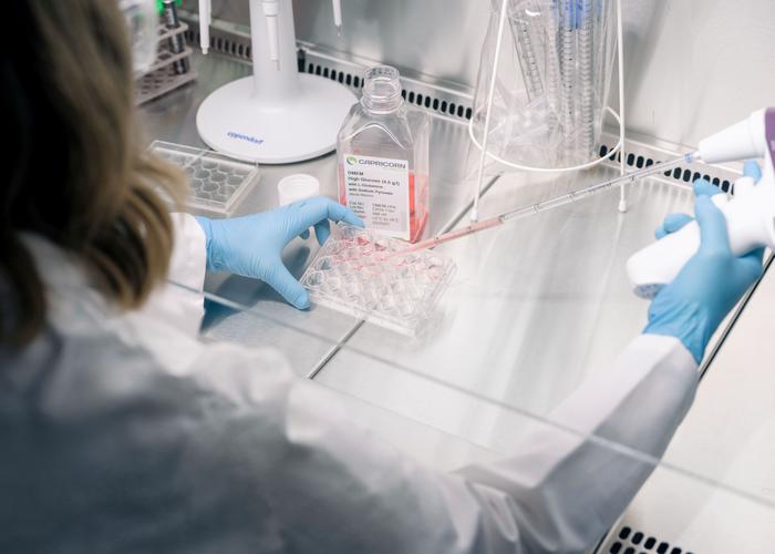 Brain research in a Petri dish: Organoids can be used to study disease processes.