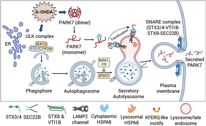 Proposed model of 6-OHDA-induced autophagy-based unconventional PARK7 secretion.