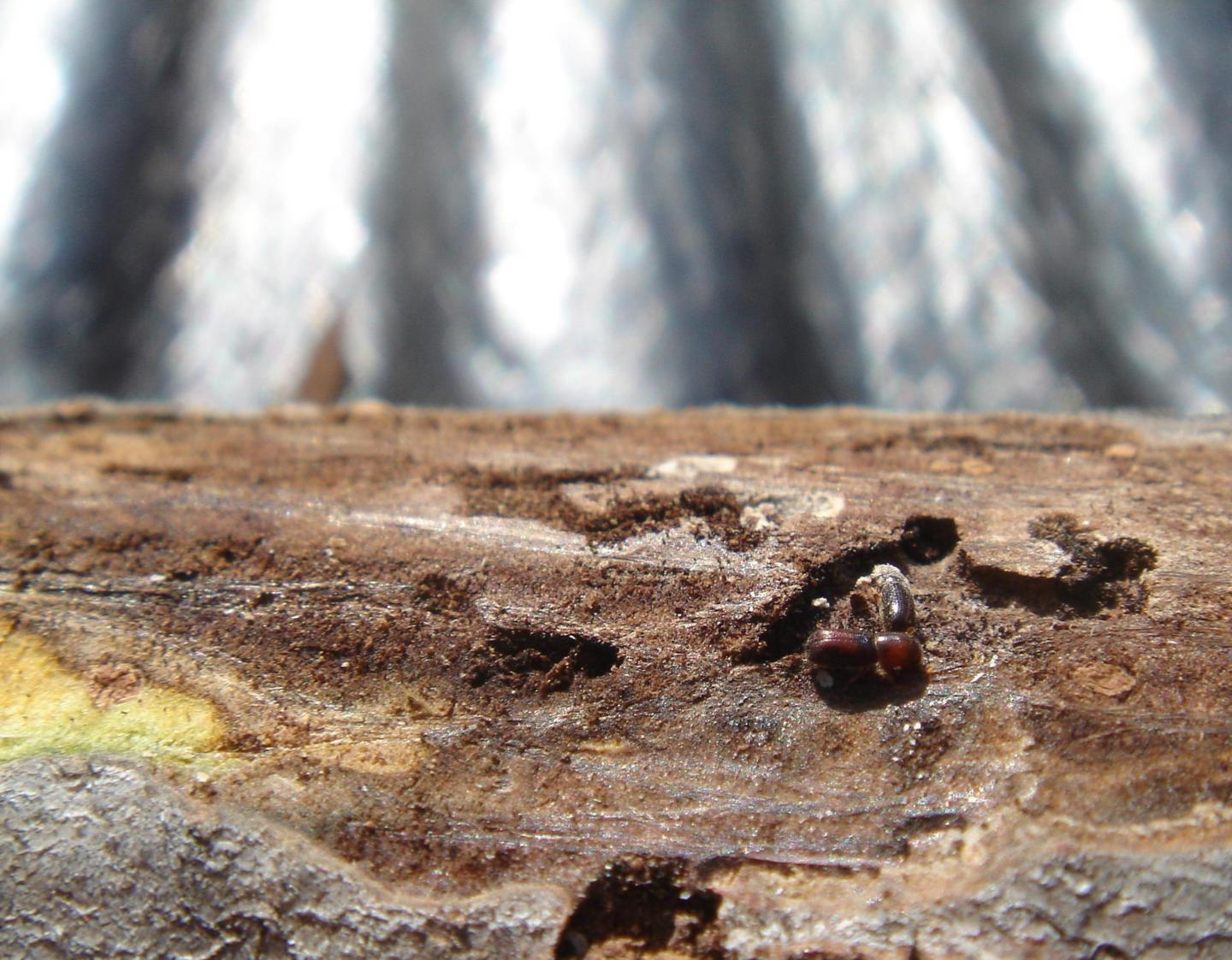 Walnut Twig Beetle