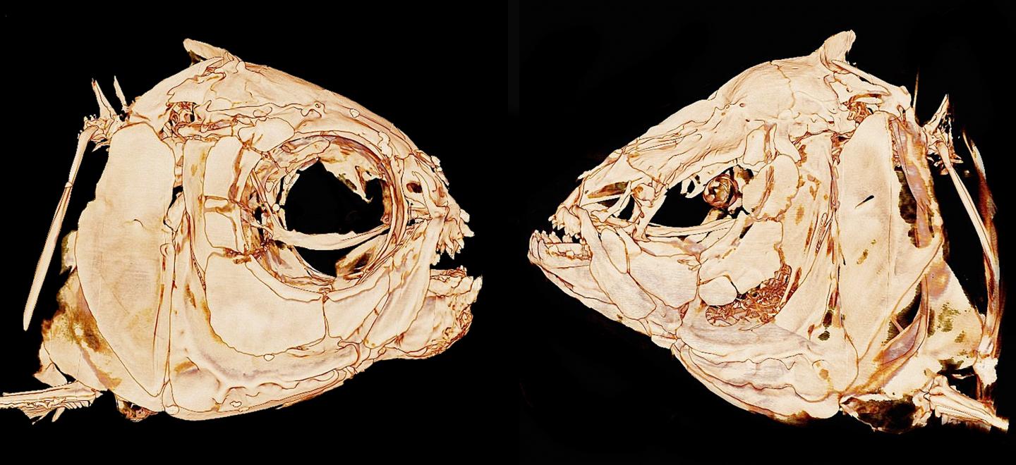 Cavefish (2 of 2)