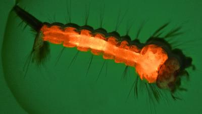 Transgenic mosquito