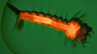 Transgenic mosquito
