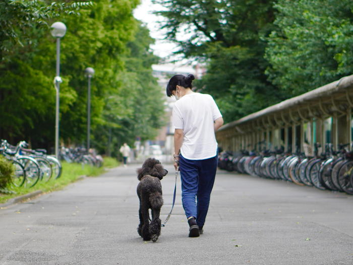 Dog on a walk