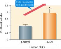 Figure 3. FGF21 Treatment Promotes Human OPC Proliferation