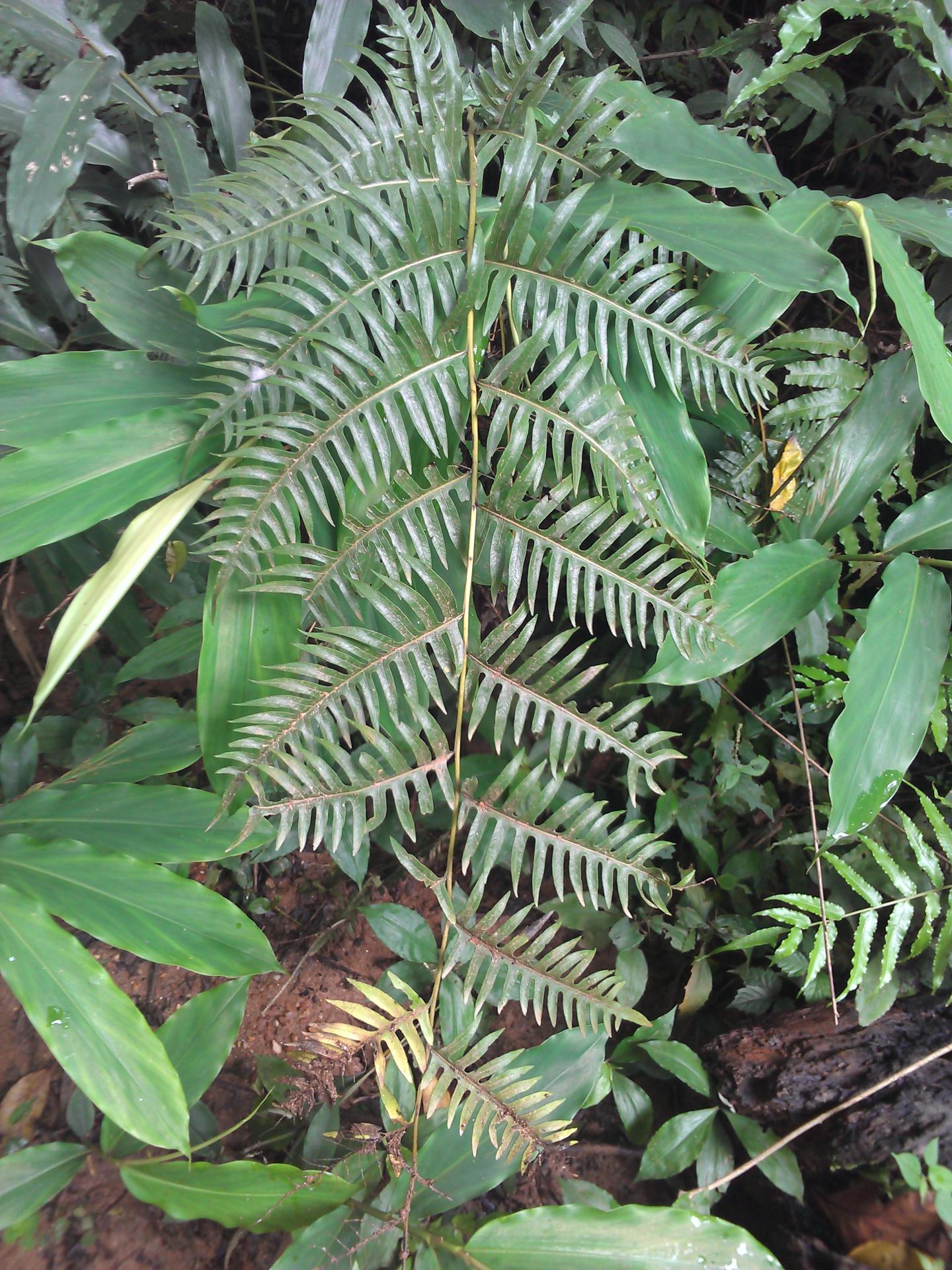 Brake Fern