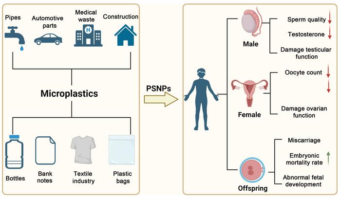 Polystyrene nanoplastics as emerging reproductive toxicants: sex-specific effects, offspring risks, and molecular mechanisms