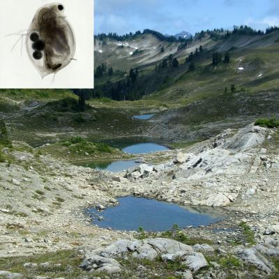 Mountain Ponds