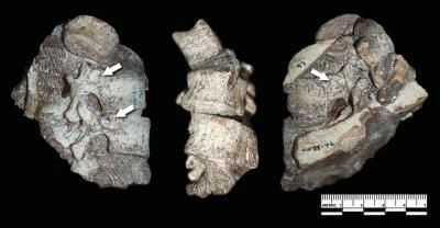 Human Evolution Takes a Twist With <i>Australopithecus sediba</i> (8 of 17)
