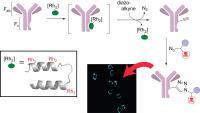 Antibody 1