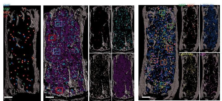 Mapping blood cell production in the bone marrow