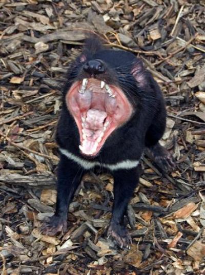 An 'Immortal' Devil's Genome and the Secrets of a Cancer That's Catching (1 of 2)