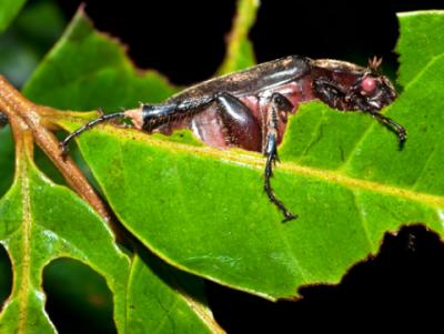 Beetle