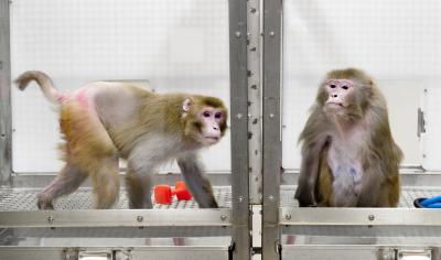 Monkey Caloric Study