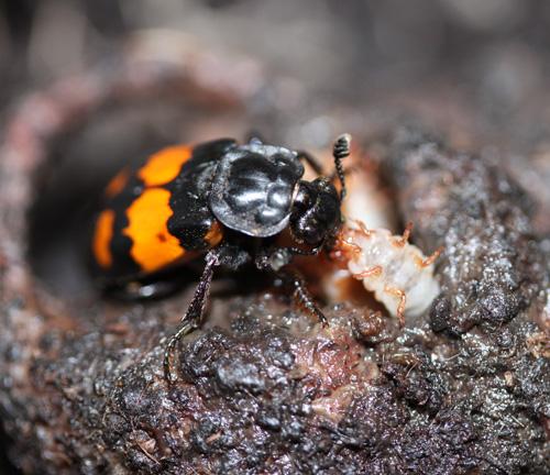 Adult and Larva